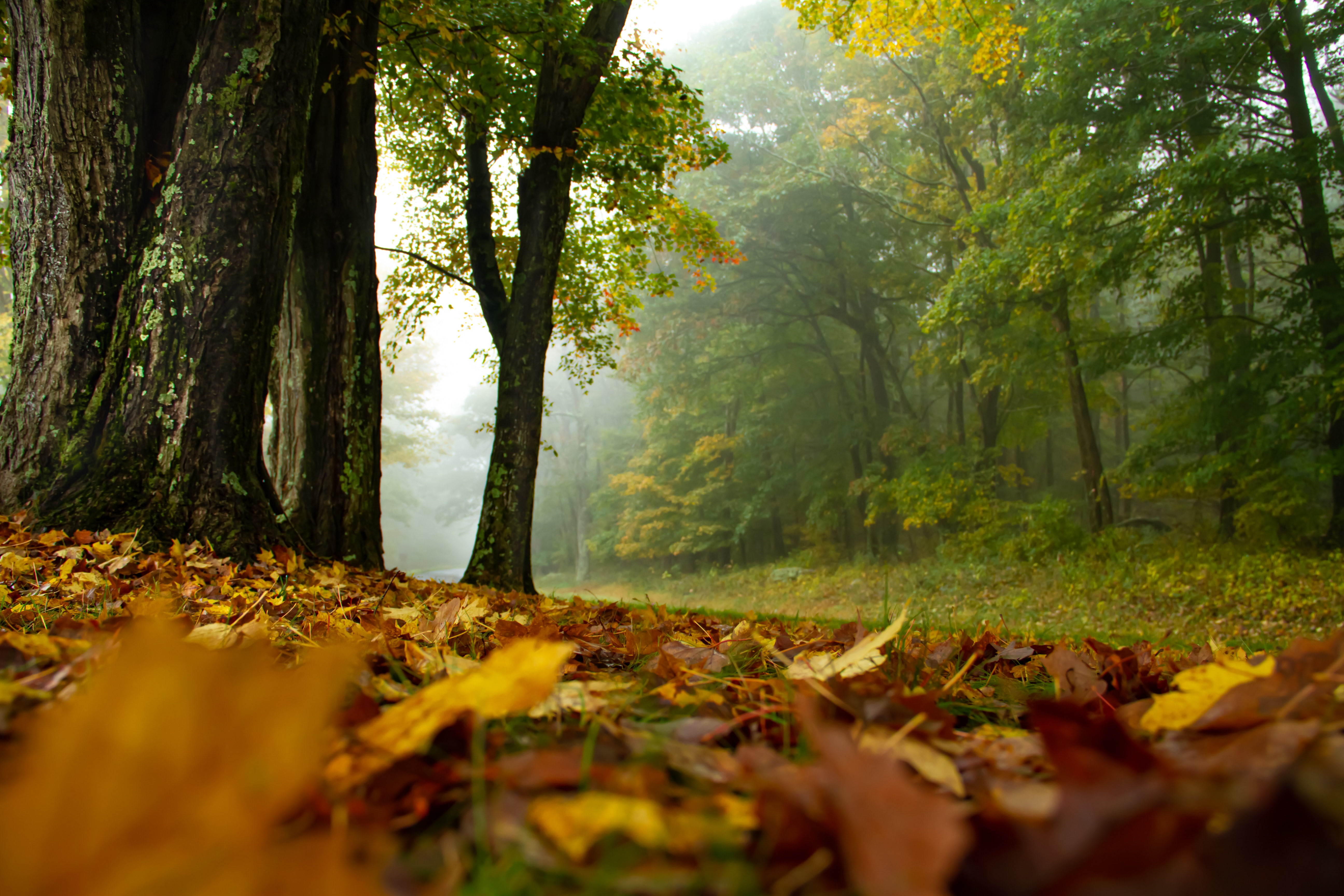 Fall in the Shenandoah
